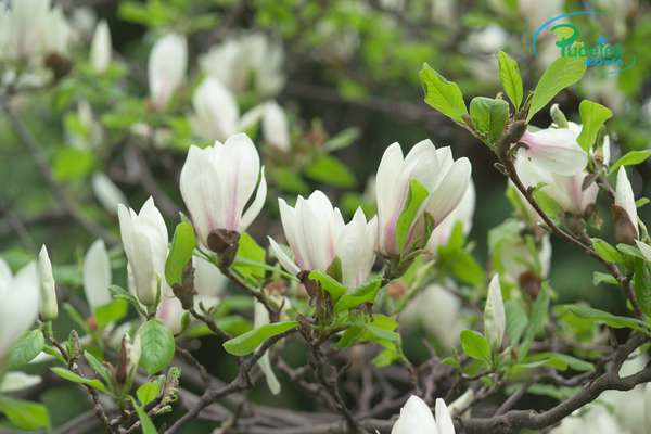 Magnolia Amabilis